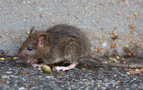 Rodent Control 101: Essential Tips For Keeping Your Las Vegas Home Safe A picture of a Mouse.