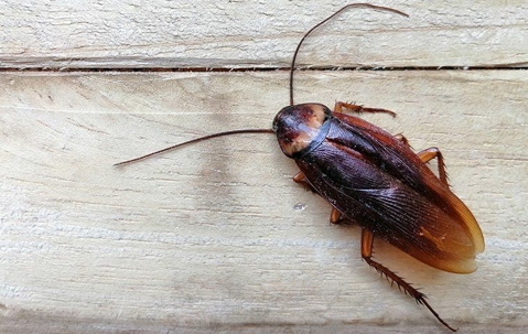 Say Goodbye To Cockroaches: The Most Effective Treatment For Your Las Vegas Home A picture of a Roach.