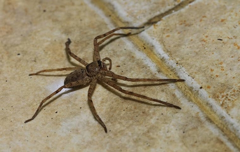 Spider Prevention Made Easy: A Comprehensive Guide For Henderson Homes A picture of a Spider.