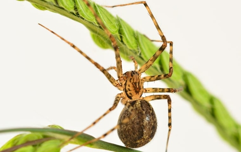 Spider Wars: How To Win The Battle Against Arachnids In Henderson A picture of a Spider.