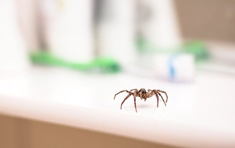 Spiders Be Gone: A Guide To Keeping Spiders Out Of Your Las Vegas Home A picture of a Spider.