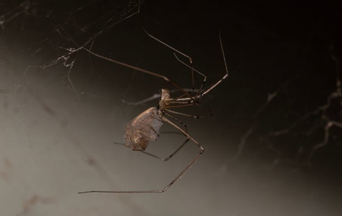 The ABCs Of Spider Prevention: How To Keep Your Henderson Home Arachnid-Free A picture of a Spider.