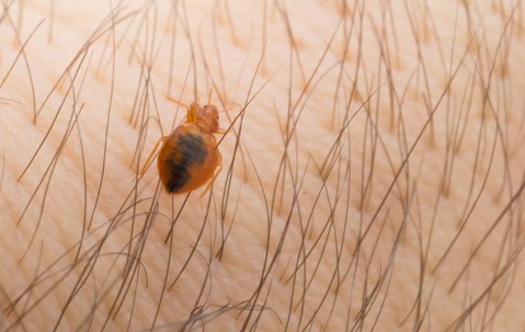 The Answers To Commonly Asked Questions About Bed Bug Heat Treatments For Henderson Homes A picture of a Bed Bug.