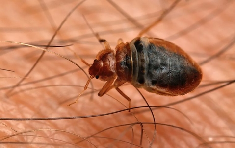 The Heat Treatment Revolution: A New Era in Bed Bug Elimination For Henderson Homes A picture of a Bed Bug.