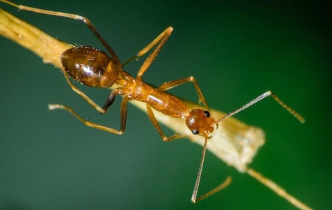 The Trick To Keeping Ants Out Of Your Henderson Home A picture of an Ant.