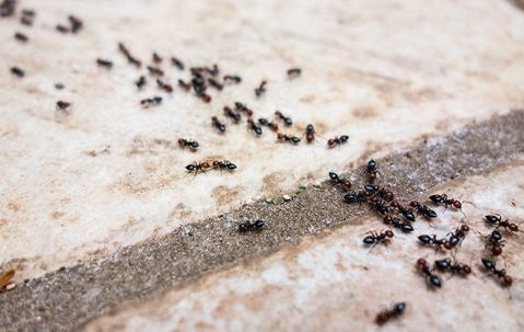 The Ultimate Guide To Ant Control: Tips And Tricks For Henderson Homes A picture of Ants.