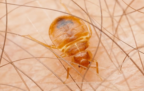The Ultimate Guide To Bed Bugs Control For Summerlin Homes A picture of a Bed Bug.