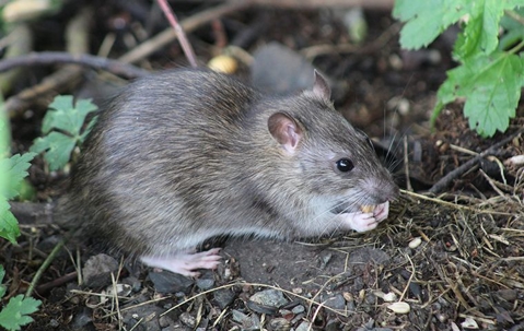 The Ultimate Guide To Effective Rodent Control For Henderson Properties A picture of a Rodent.