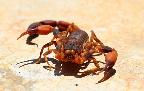 The Ultimate Guide To Scorpion Control In Summerlin: Expert Advice And Techniques A picture of a Scorpion.