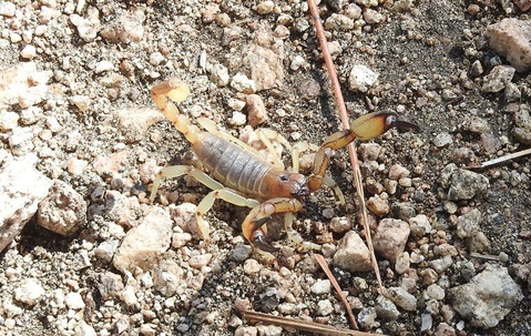 The Ultimate Scorpion Prevention And Control Guide For Las Vegas Property Owners A picture of a Scorpion.