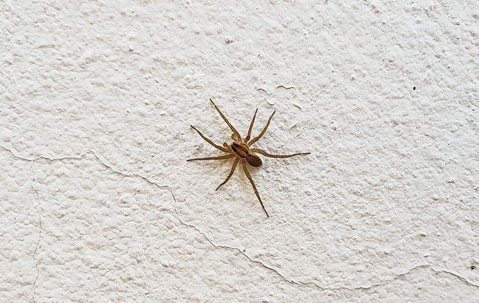The Ultimate Spider Prevention Guide For Las Vegas Homes A picture of a Spider.
