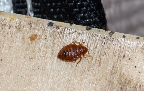 Turning Up The Heat On Bed Bugs: A Deep Dive Into Effective Treatment For Your Henderson Home A picture of a Bed Bug.