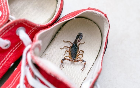 What Do I Do About Scorpions In My House In Las Vegas? A picture of a Scorpion.