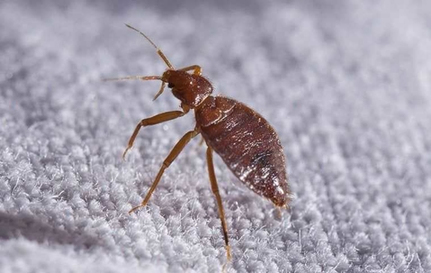 What Every Las Vegas Resident Should Know About Bed Bug Control A picture of a Bed Bug.