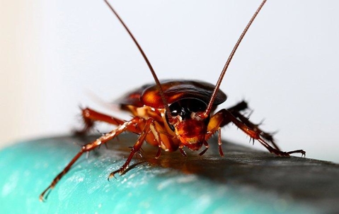 What Is The Difference Between An American And German Cockroach? A picture of a Roach.