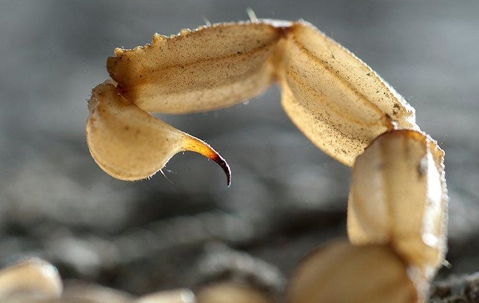 What You Ought To Know About The Scorpions In Henderson, NV A picture of a Scorpion's tail.