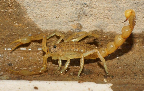 What You Should Know About Scorpions And Your Las Vegas Home A picture of an Scorpion.