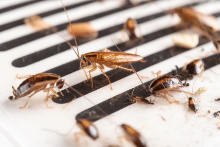 What is the Best Way to Get Rid of Cockroaches in My Home? A picture of Cockroaches.
