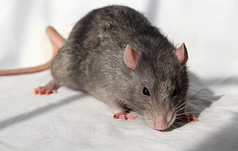 What's The Best Way To Get Rid Of Rats On My Henderson Property? A picture of a Rat.