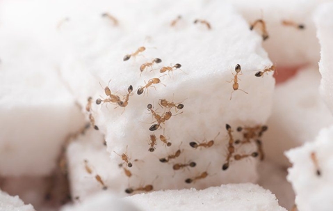 Winning The Battle Against Ants: Effective Control Strategies For Las Vegas Homes A picture of an Ant.
