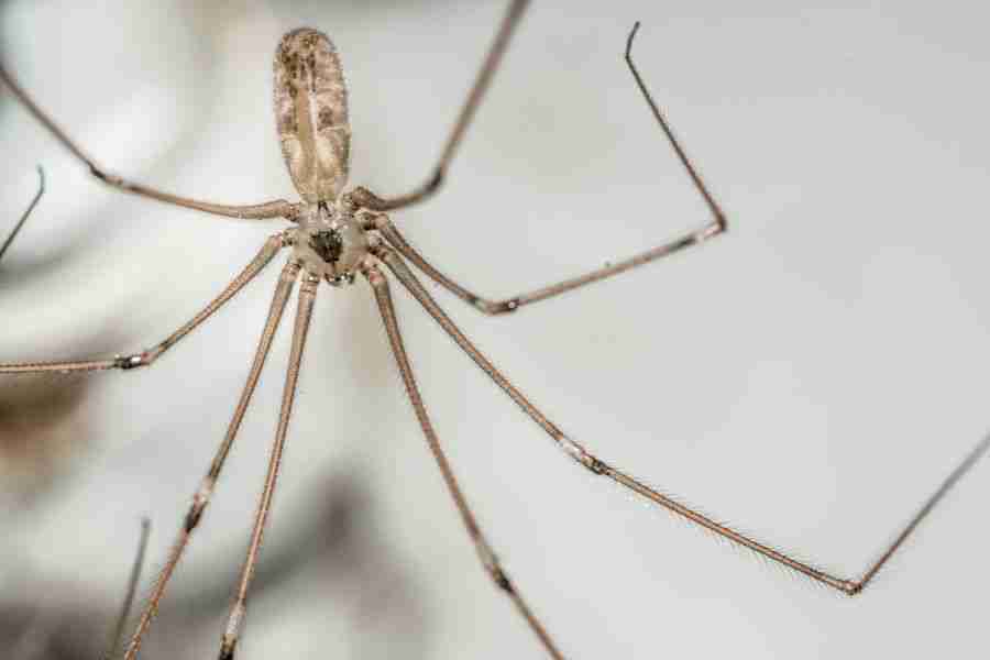 What’s Attracting Spiders to Your Home? Hidden Culprits in Nevada Homes
