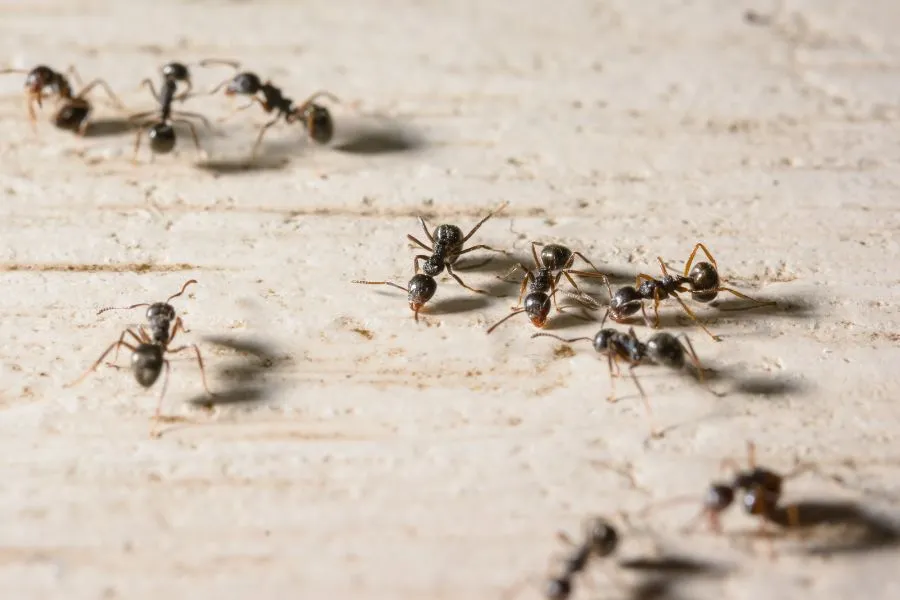 Argentine Ant Control in Las Vegas: Treatment and Buyer Tips