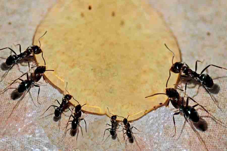 The Best Ant Poisons for Las Vegas Homes: Expert Guide 2025