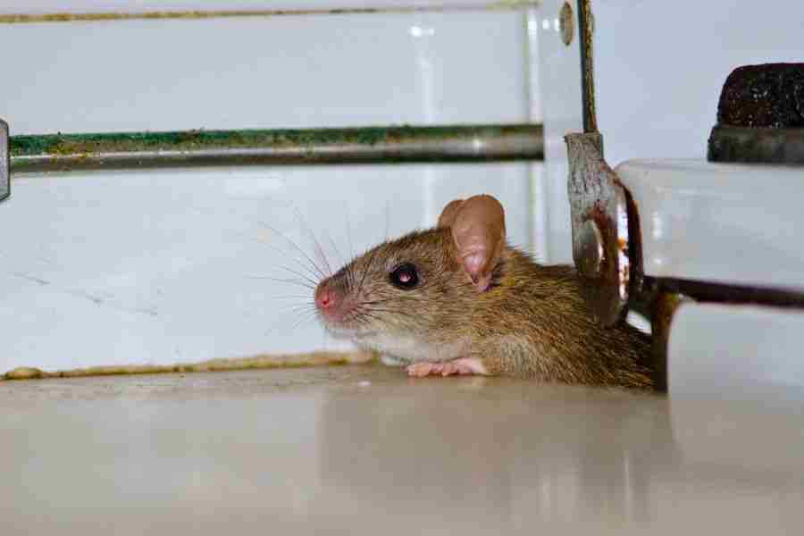 Do Rats Return to the Same Places? What the Science Says
