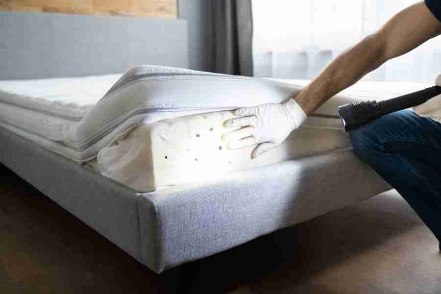 How to Choose the Best Professional Bed Bug Extermination Service in Las Vegas