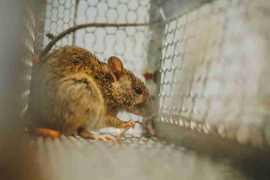 Why Professional Rodent Extermination Is More Effective Than DIY Methods