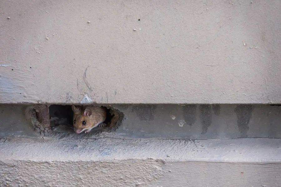What It Means When You Hear Scratching in Walls at Night