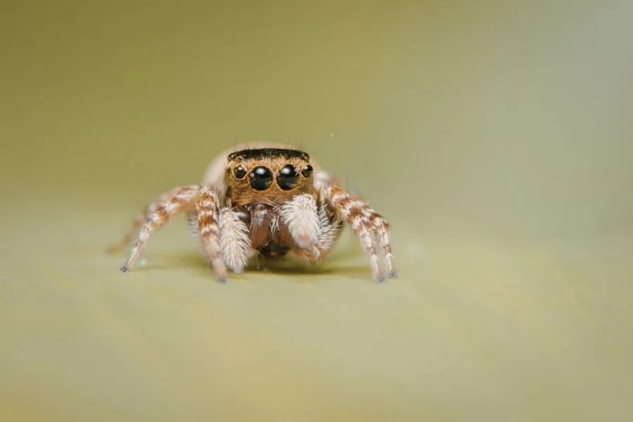 Common House Spiders in Southern Nevada and What to Do About Them