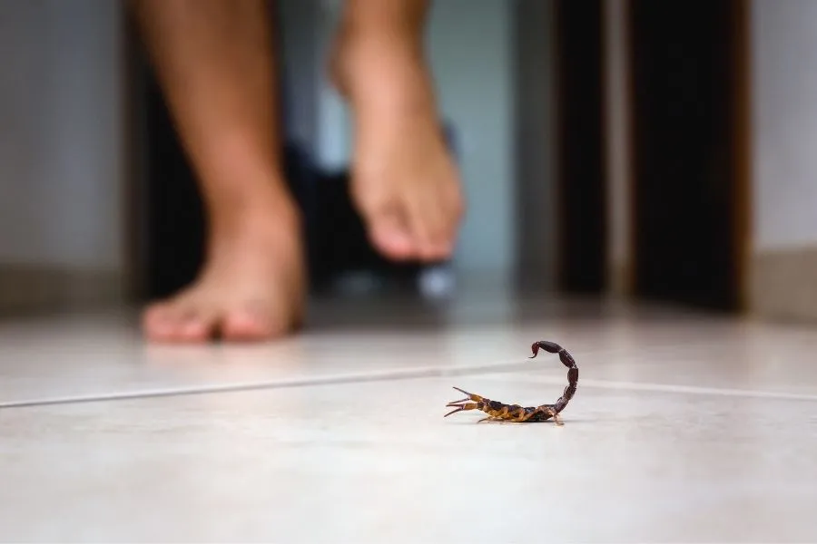 Why Are There So Many Scorpions in My House?