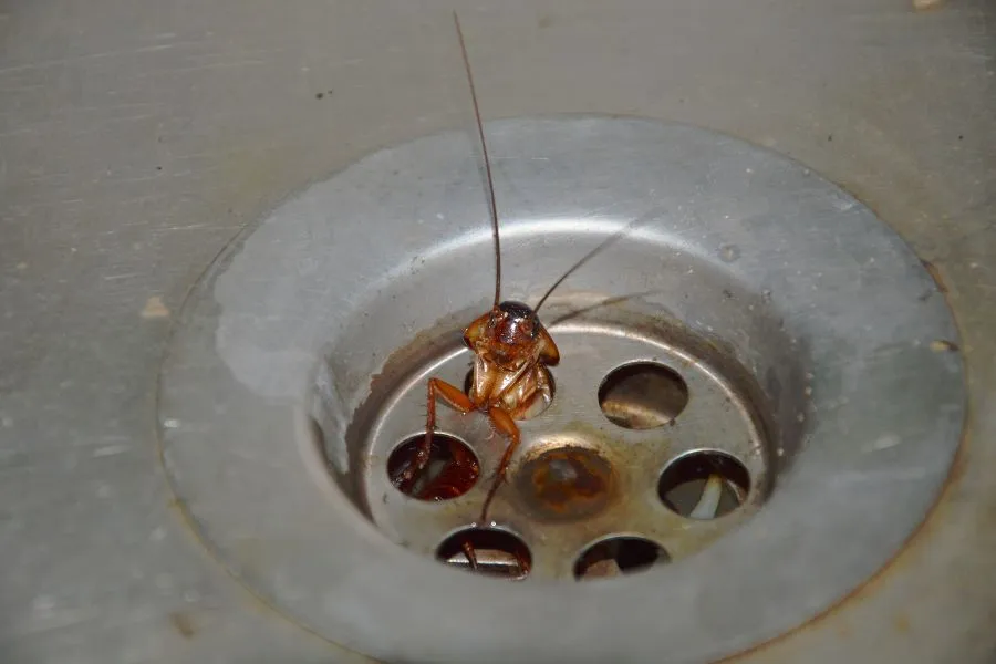 cockroach in commercial kitchen drain