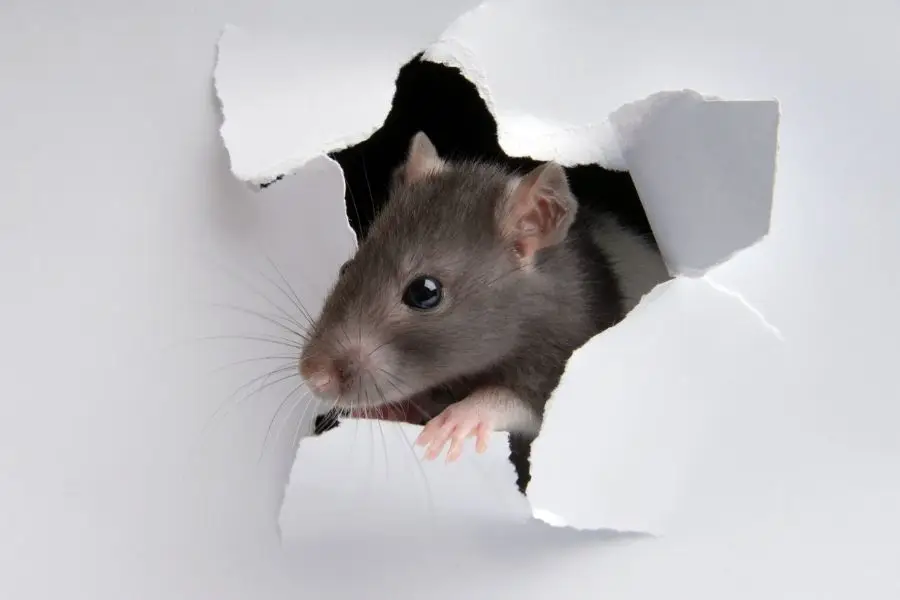 prevent rodents year round las vegas