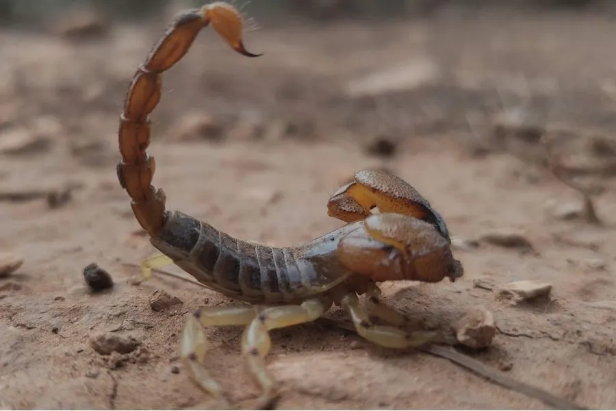 tips to prevent scorpions in fall in southern nevada homes